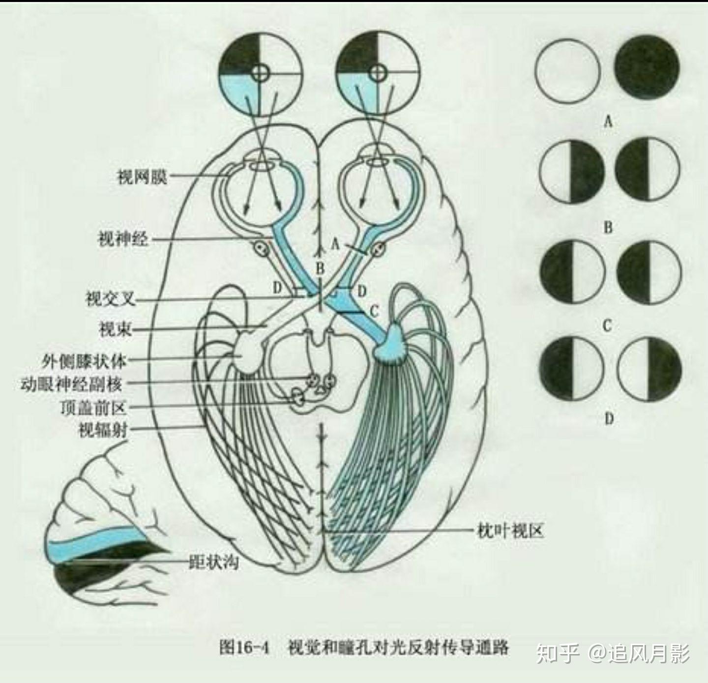 偏盲最新治疗方法揭秘