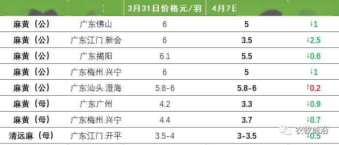 广东鸡价格最新行情