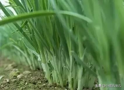 韭菜蛆虫最新特效药